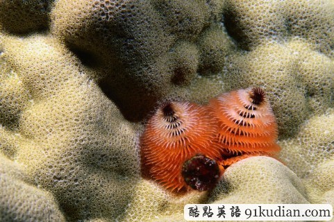 環(huán)球之旅:走進(jìn)太平洋中南部美麗的珊瑚島"紐埃"