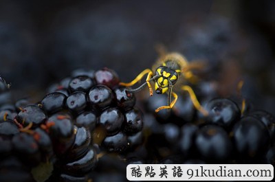 英國(guó)2011年野生動(dòng)物攝影比賽獲獎(jiǎng)?wù)掌? height=