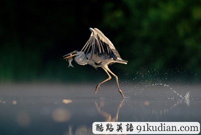英國(guó)2011年野生動(dòng)物攝影比賽獲獎(jiǎng)?wù)掌? height=