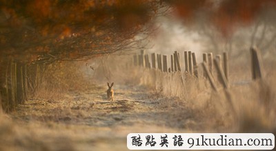 英國2011年野生動物攝影比賽獲獎照片