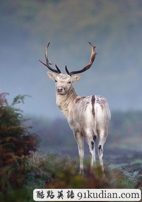 英國2011年野生動物攝影比賽獲獎?wù)掌? height=