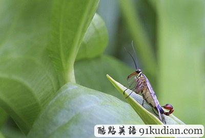 英國2011年野生動物攝影比賽獲獎?wù)掌? height=