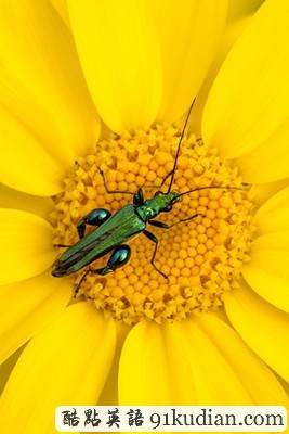 英國2011年野生動物攝影比賽獲獎?wù)掌? height=