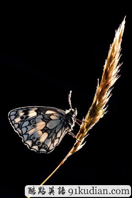 英國2011年野生動物攝影比賽獲獎照片