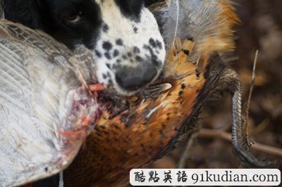 英國2011年野生動(dòng)物攝影比賽獲獎(jiǎng)?wù)掌? height=