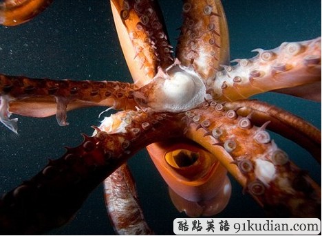 68歲韓國(guó)女子嘴里育出魷魚(yú)仔