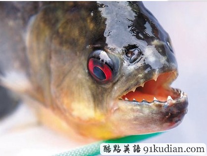 柳州驚現(xiàn)食人魚襲擊 真有
