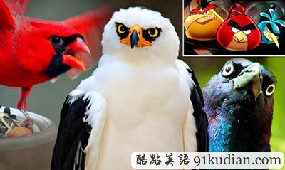 趣圖妙語:現(xiàn)實(shí)版本《憤怒的小鳥》