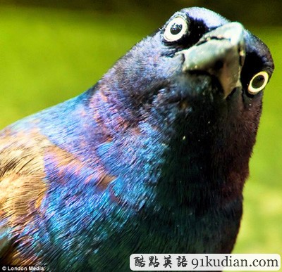 趣圖妙語:現(xiàn)實(shí)版本《憤怒的小鳥》