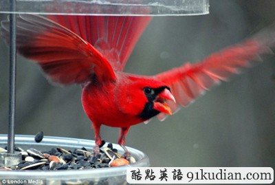 趣圖妙語:現(xiàn)實(shí)版本《憤怒的小鳥》