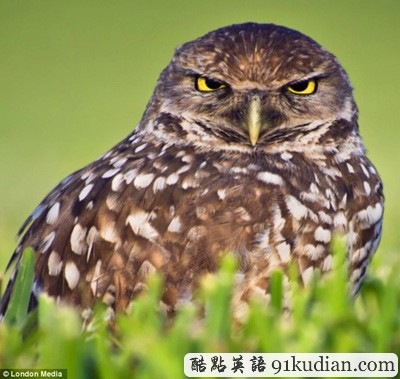 趣圖妙語:現(xiàn)實(shí)版本《憤怒的小鳥》