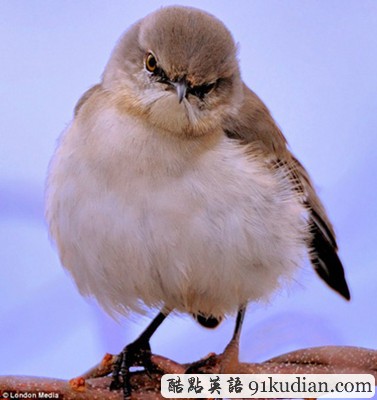 趣圖妙語:現(xiàn)實(shí)版本《憤怒的小鳥》