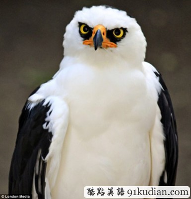 趣圖妙語:現(xiàn)實(shí)版本《憤怒的小鳥》