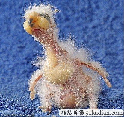 世界上最丑的鳥:出生即被父母拋棄