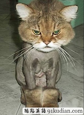 趣圖妙語:時尚大比拼 貓貓狗狗也愛美