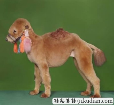 趣圖妙語:時(shí)尚大比拼 貓貓狗狗也愛美