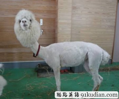 趣圖妙語:時(shí)尚大比拼 貓貓狗狗也愛美