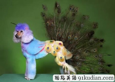 趣圖妙語:時(shí)尚大比拼 貓貓狗狗也愛美