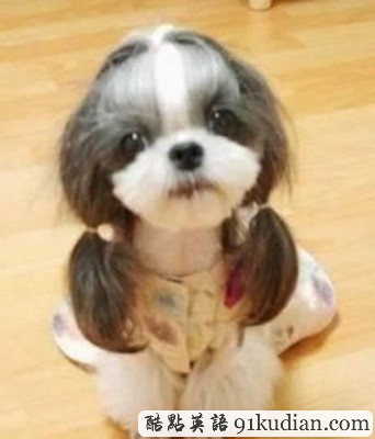 趣圖妙語:時(shí)尚大比拼 貓貓狗狗也愛美