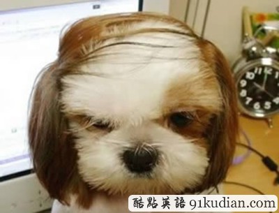 趣圖妙語(yǔ):時(shí)尚大比拼 貓貓狗狗也愛美