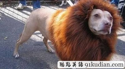 趣圖妙語:時(shí)尚大比拼 貓貓狗狗也愛美