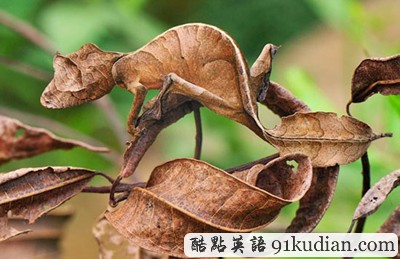 找出自然界的偽裝大師 練就火眼金睛