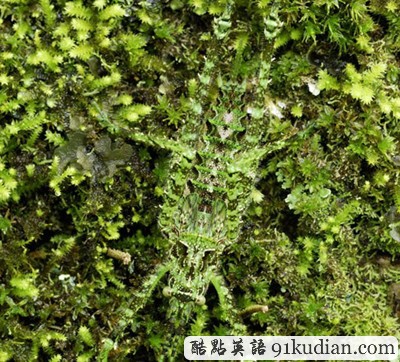 找出自然界的偽裝大師 練就火眼金睛