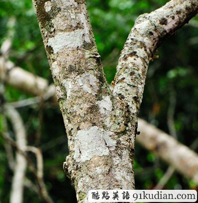 找出自然界的偽裝大師 練就火眼金睛