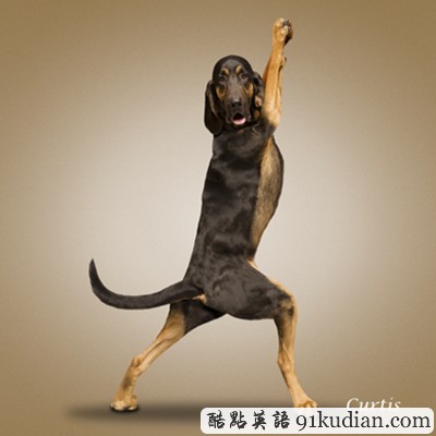 趣圖妙語(yǔ):小清新練瑜伽 貓貓狗狗愛(ài)健身