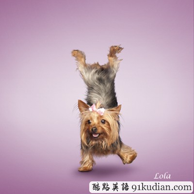 趣圖妙語:小清新練瑜伽 貓貓狗狗愛健身