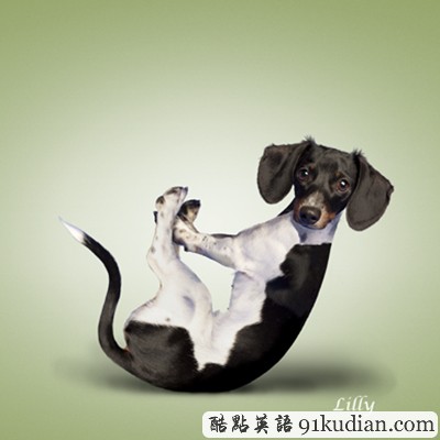 趣圖妙語:小清新練瑜伽 貓貓狗狗愛健身