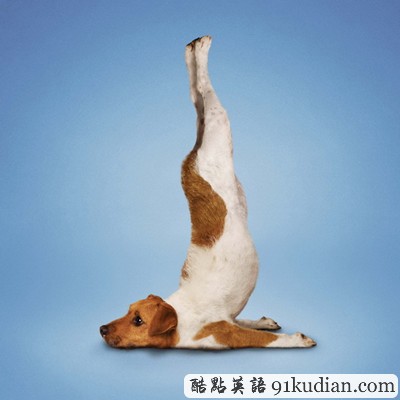 趣圖妙語:小清新練瑜伽 貓貓狗狗愛健身