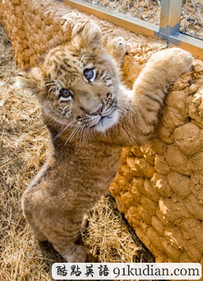 大千世界:罕見獅虎獸寶寶 寧波首亮相