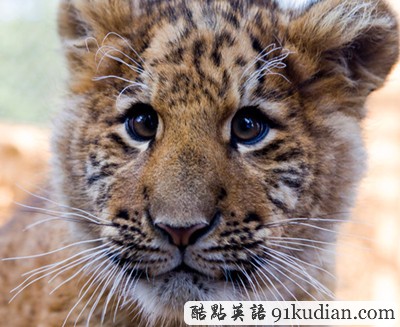 大千世界:罕見獅虎獸寶寶 寧波首亮相