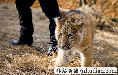 大千世界:罕見獅虎獸寶寶 寧波首亮相