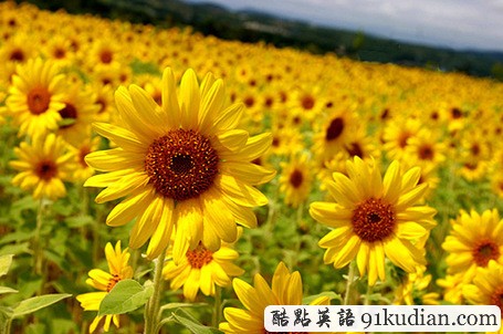 趣味英語(yǔ)起源論第11期:a dog in the manger 霸著茅坑不拉屎