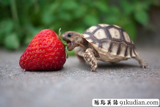 趣味英語起源論第6期:a freedom of Pan逍遙自在